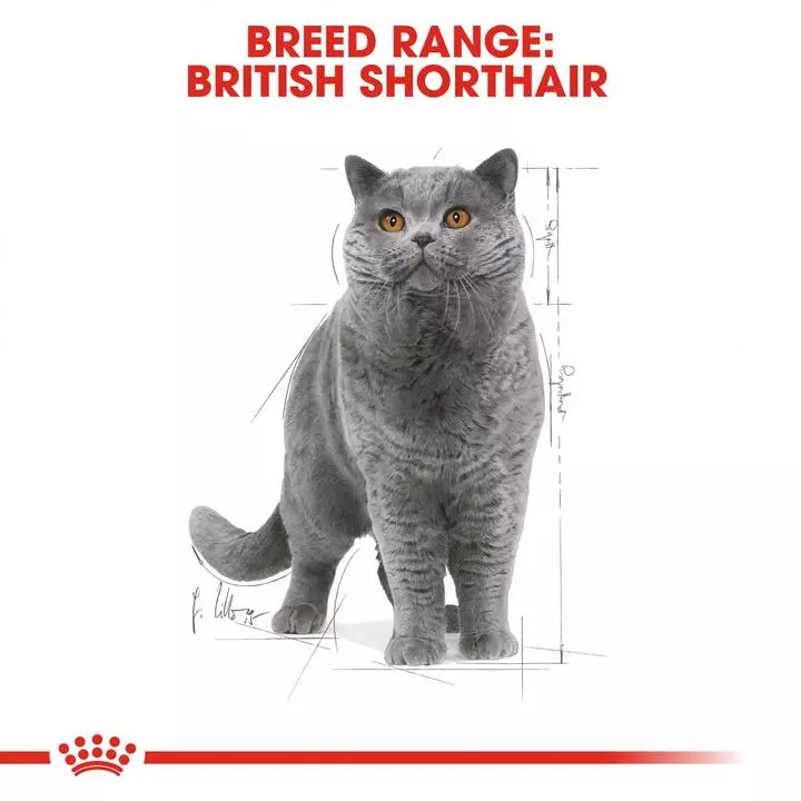 ROYAL CANIN® British Shorthair Adult Cat Wet Food 7 ROYAL CANIN® British Shorthair Adult Cat Wet Food - Image 7
