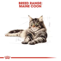 ROYAL CANIN® Maine Coon Adult Dry Cat Food -Petties Zone royal canin maine coon adult dry cat food 2r0h.jpg